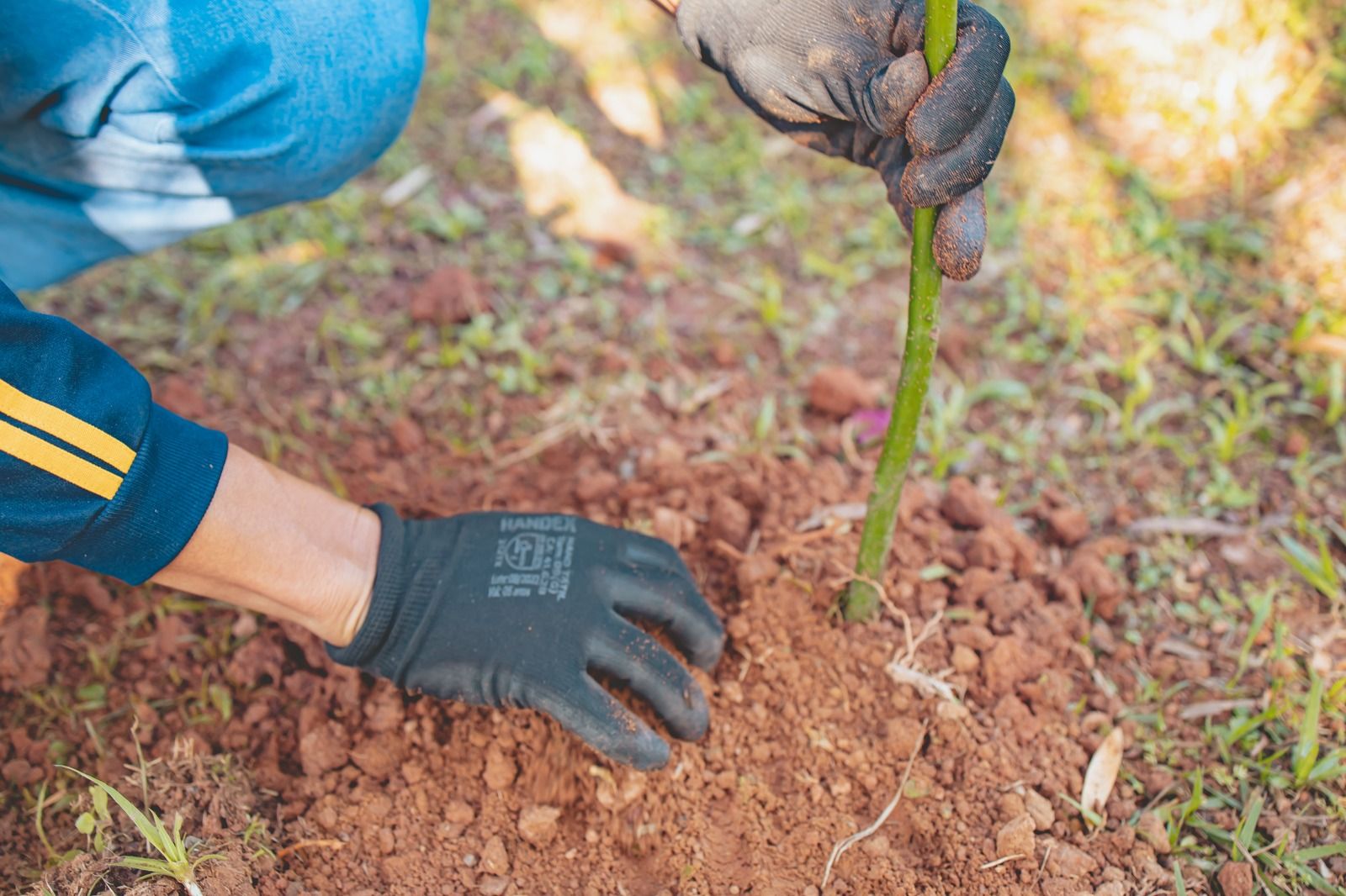 Com essa entrega, o Grupo ND alcança a meta anual de 700 mudas doadas e plantadas previstas para a Grande Florianópolis dentro do Projeto Carbono Neutro.